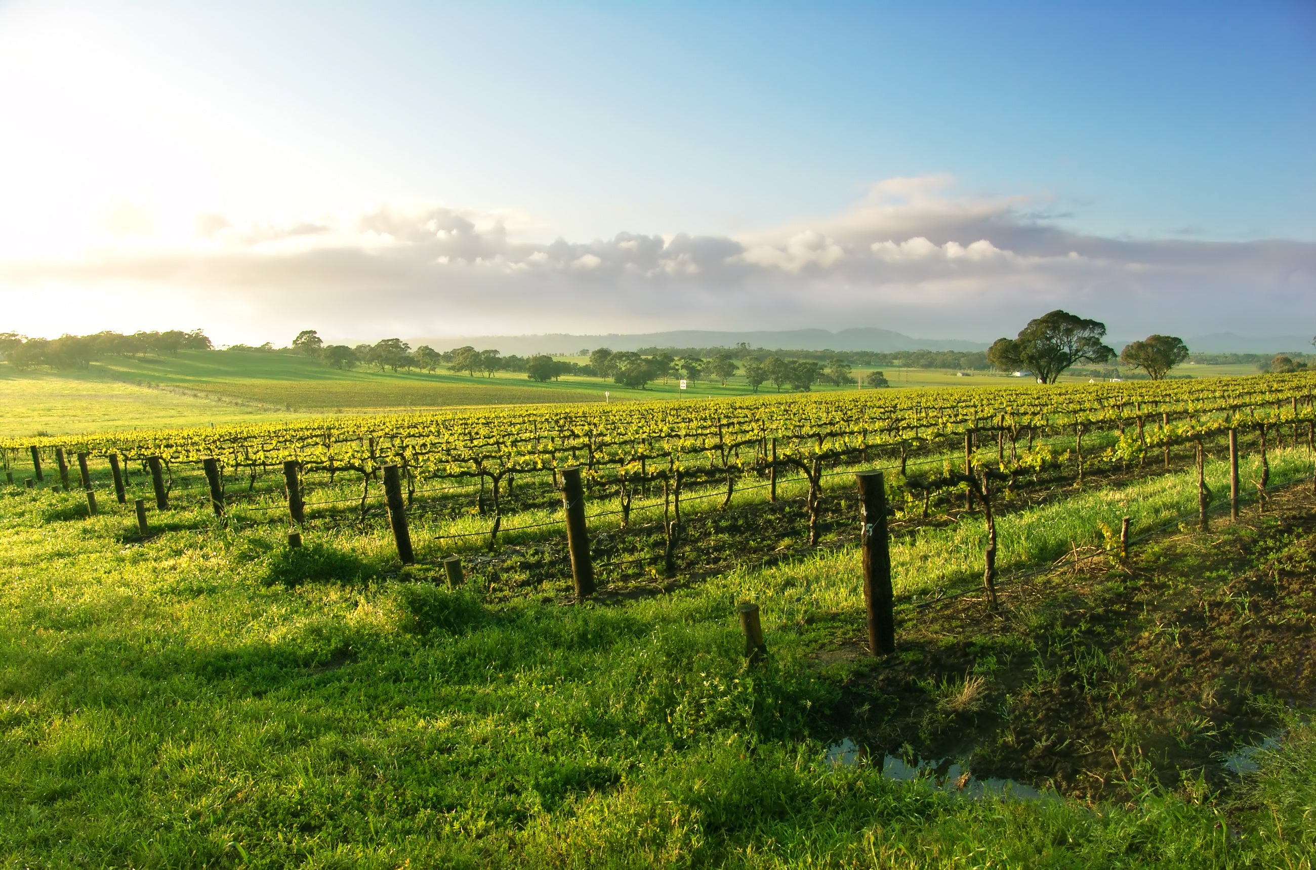 Exploring the Perfect Pairing for Barossa Valley Rosé and a Spring BBQ ...