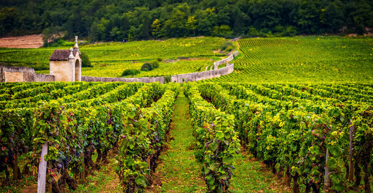 From Burgundy to Eden Valley, discover our 2024 Pinot Noir