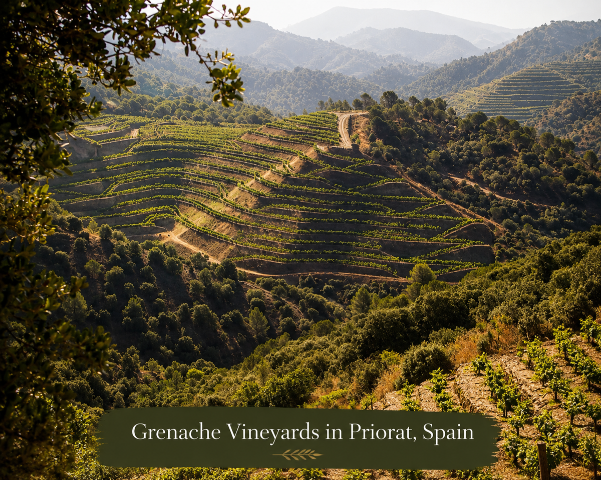Step Into the World of Grenache